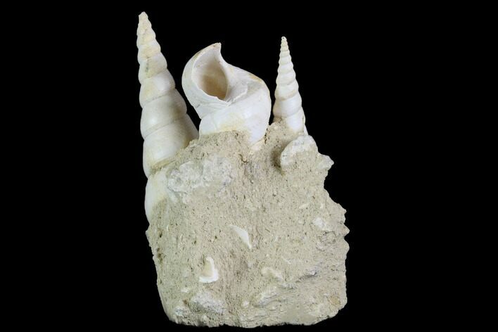 Fossil Gastropod (Haustator) Cluster - Damery, France #86570
